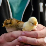 Dreams About Baby Chicks: Uncover the Spiritual Meaning Behind Them