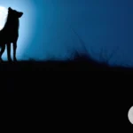 Uncover the Spiritual Meaning of Dreams Involving Dogs Barking at Night