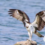Uncover the Meaning of Osprey Symbolism in Your Dreams
