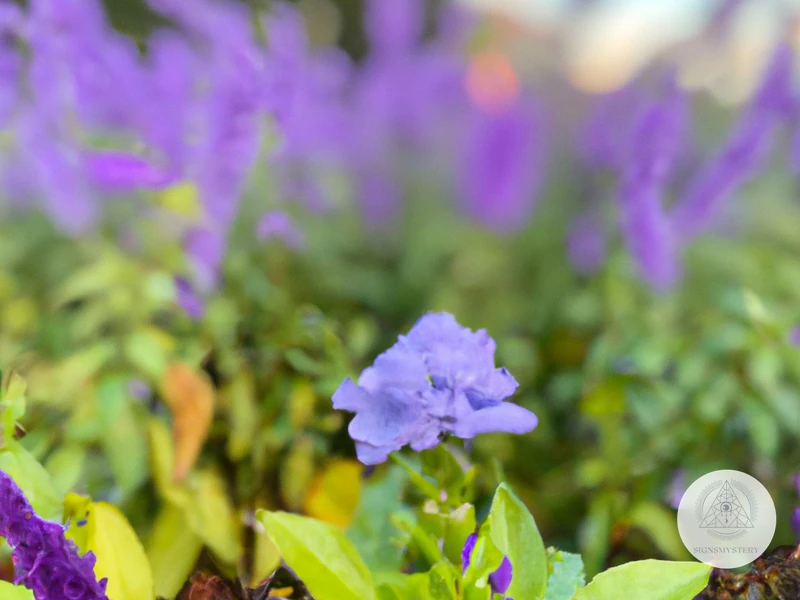 What Do Purple Flowers Symbolize?