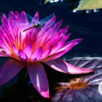 The Symbolism and Significance of the Lotus Flower in Hinduism