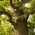National Trees: Symbols of Culture and Environment