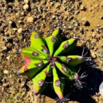 Peyote: The Mesmerizing Cactus and Its Role in Native American Spirituality