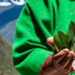 The Healing Properties of Coca Leaves for Andean Shamans