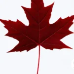 The History and Symbolism of the Canadian Military's Maple Leaf Flag