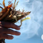 The Spiritual Significance of Tobacco in Shamanism and Indigenous Cultures