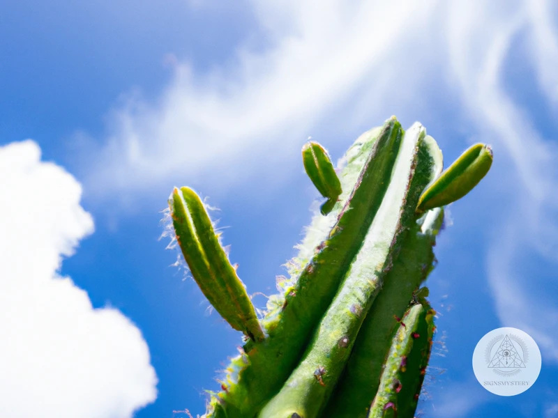About San Pedro Cactus