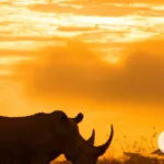 The Connection Between the Rhinoceros and African Spiritual Beliefs