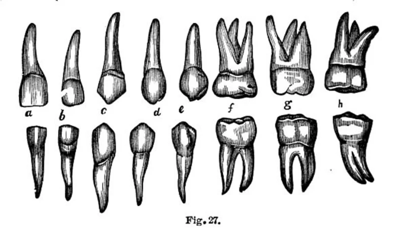 Additional Meanings And Symbols Associated With Black Teeth