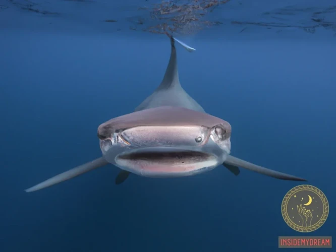 Analyzing The Hammerhead Shark Dream