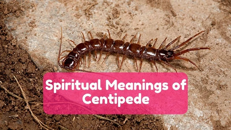 Centipede Symbolism In The Bible