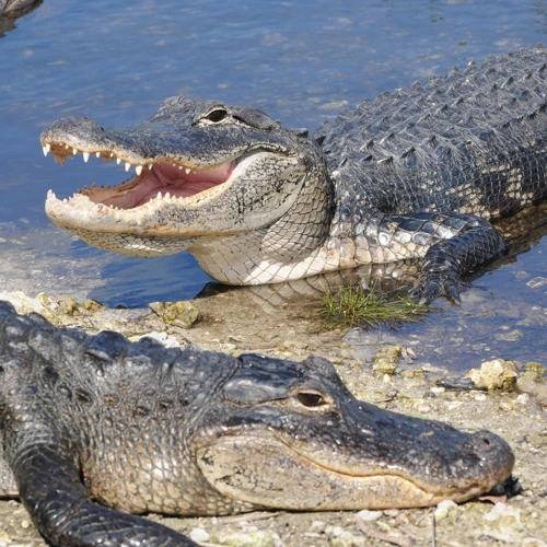 Common Alligator Dream Scenarios