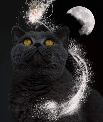 Common Black Kitten Dream Meanings