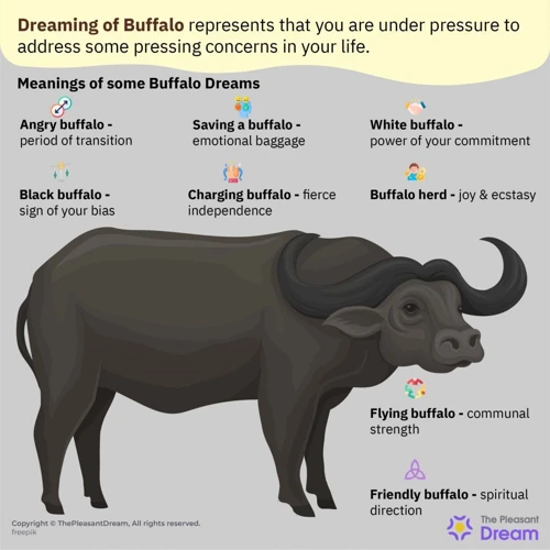 Common Buffalo Dreams And Meanings