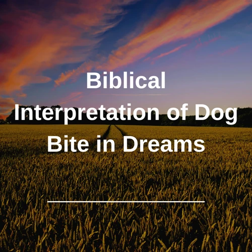 Common Dog Bite Scenarios And Their Interpretations