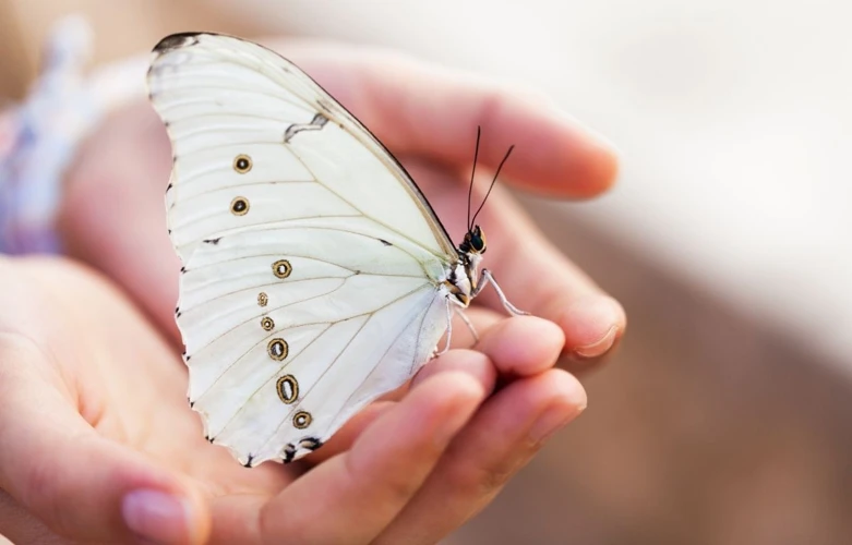 Common Dream Scenarios With White Butterflies