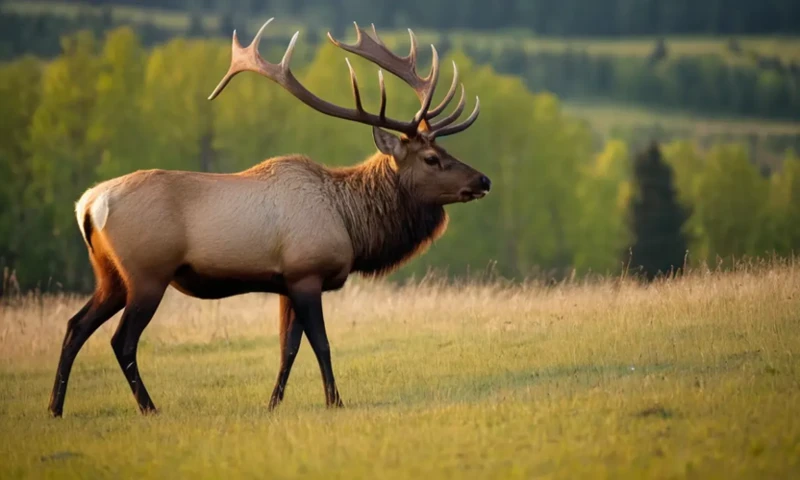 Common Elk Dream Scenarios