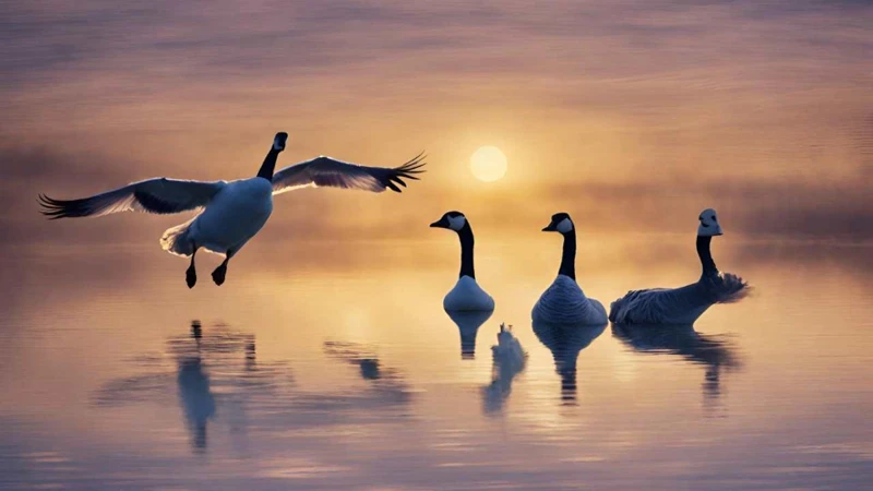 Common Interpretations Of Dreams About Geese