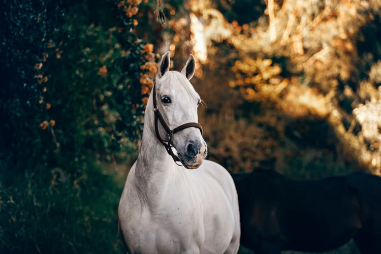 Common Scenarios Featuring White Horses