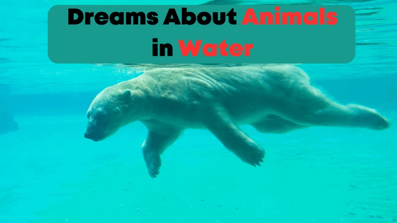 Common Scenarios In Dolphin Swimming Dreams
