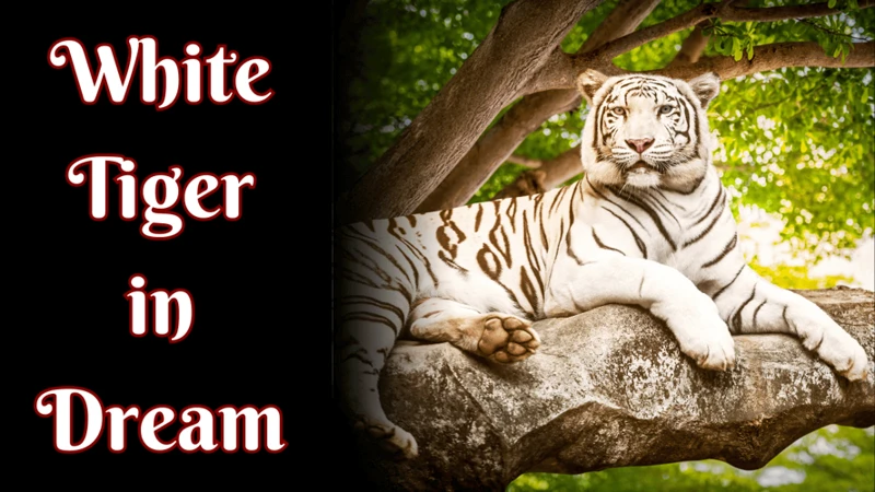 Common Scenarios Of Dreams With White Tigers