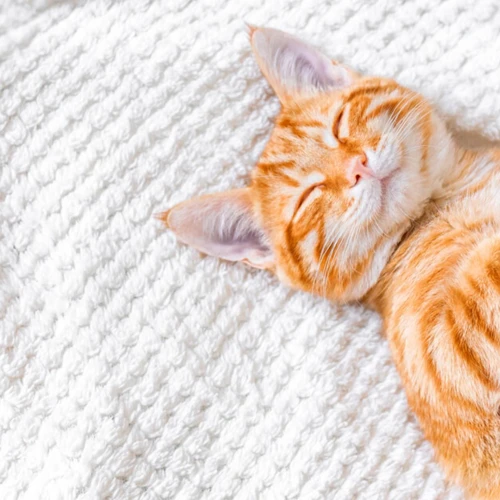 Common Scenarios Of Orange Cat Dreams