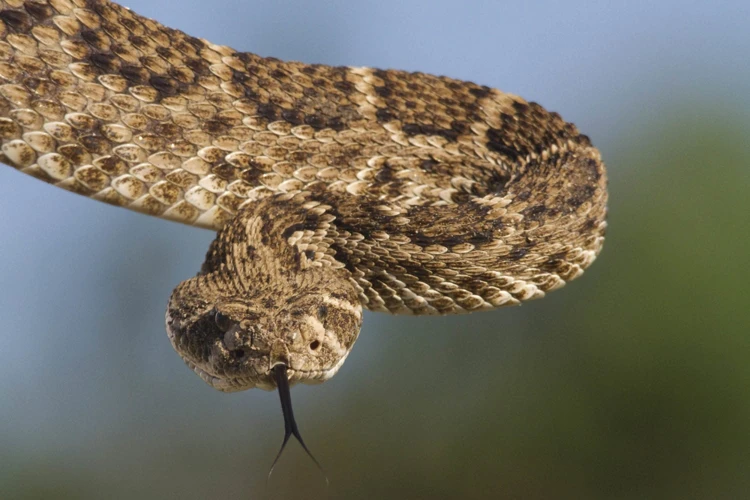 Common Symbolism Of Rattlesnakes
