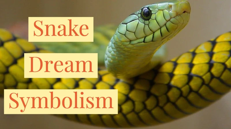 Common Symbolism Of Snakes In Dreams