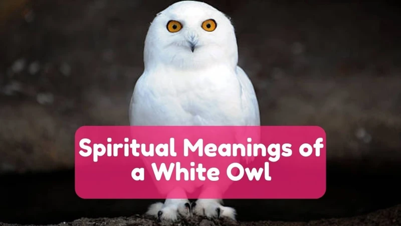 Decoding The Symbolism Of A White Owl