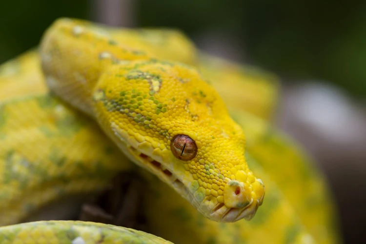 Decoding The Symbolism Of Yellow Snakes In Dreams