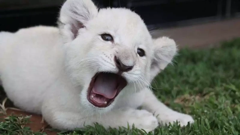Dream Meanings Of White Lions