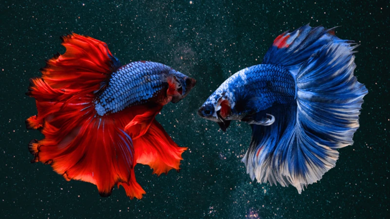 Dreaming Of Betta Fish: What Does It Mean?
