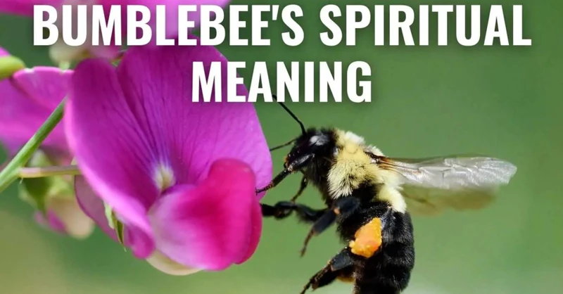 Exploring Bumblebee Dreams: Interpretations