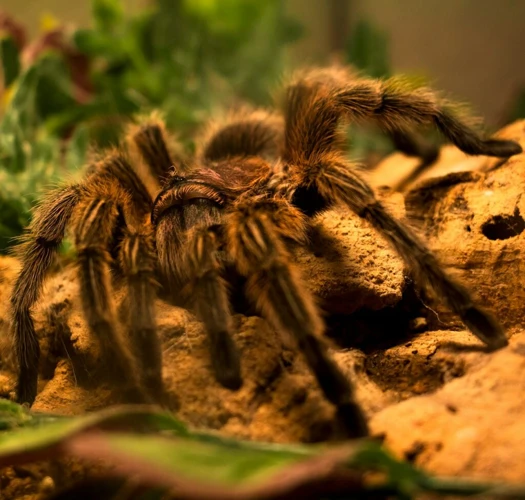 Exploring Tarantula Dream Colors