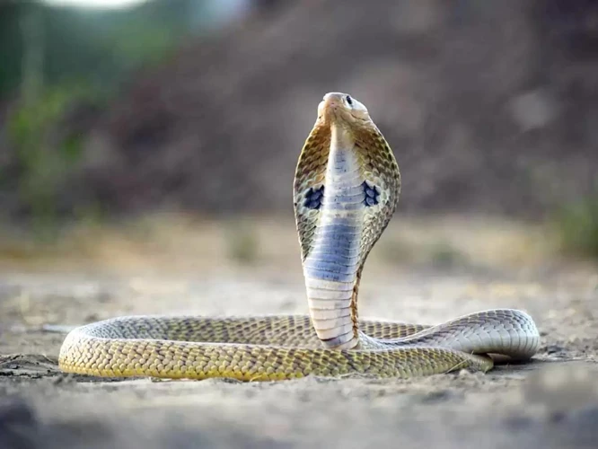 Exploring The Symbolism Of Black Cobras