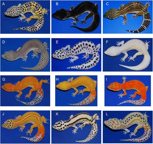 Gecko Colors And Patterns