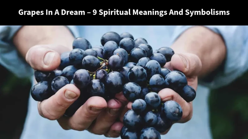 Grapes In Cultural And Symbolic Context