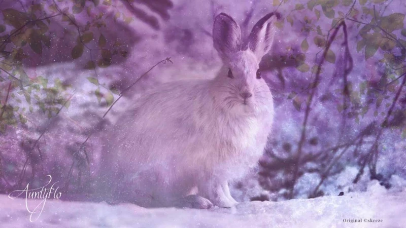 Grey Rabbit Dream Symbolism