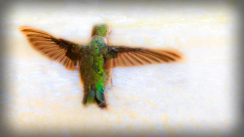 How To Analyze And Interpret Your Dream With A Hummingbird Landing On You