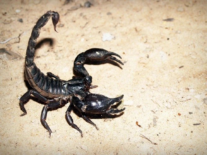 Interpretation Of Scorpion Sting Dreams