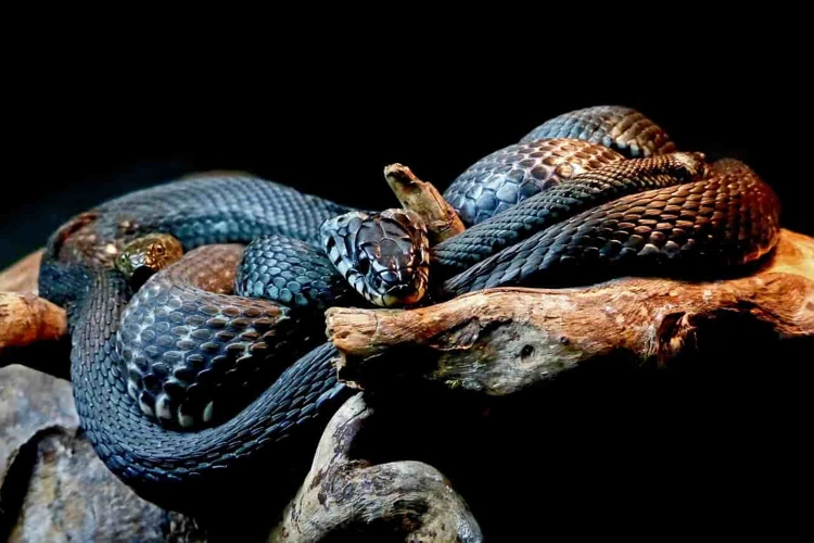 Interpreting A Friendly Black Snake In Dreams