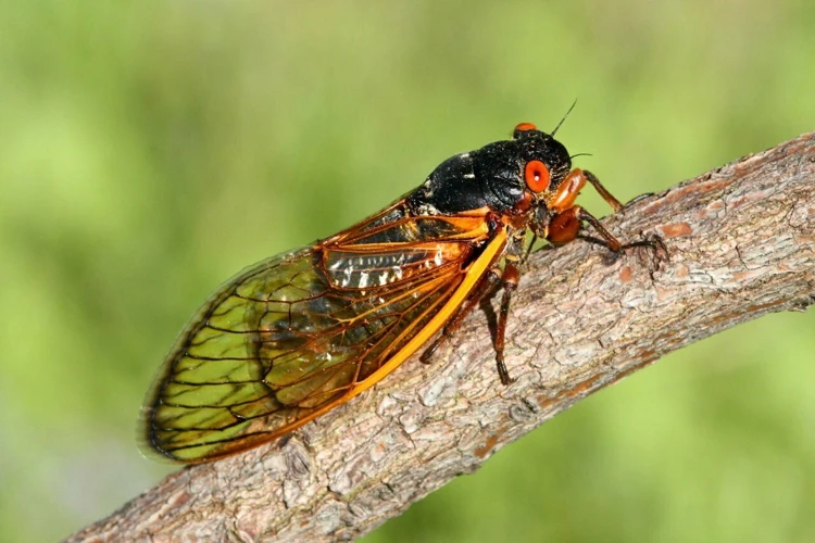 Interpreting Dreams About Cicadas