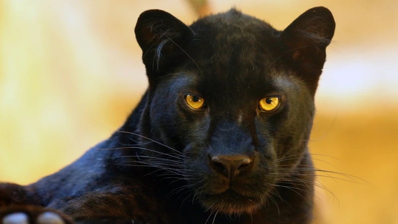 Interpreting Dreams About Panthers