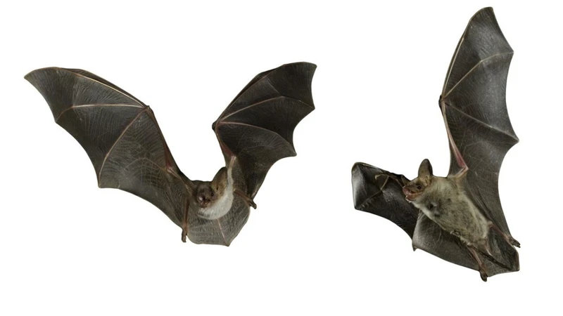 Interpreting Dreams About White Bats