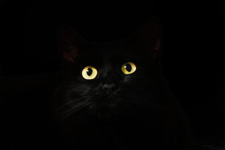 Interpreting Dreams Involving Black Cats