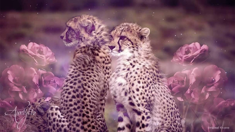 Interpreting Dreams Of Cheetahs