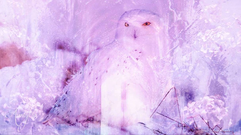 Interpreting Dreams Of White Owls