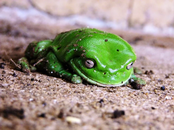 Interpreting Green Frog Dreams
