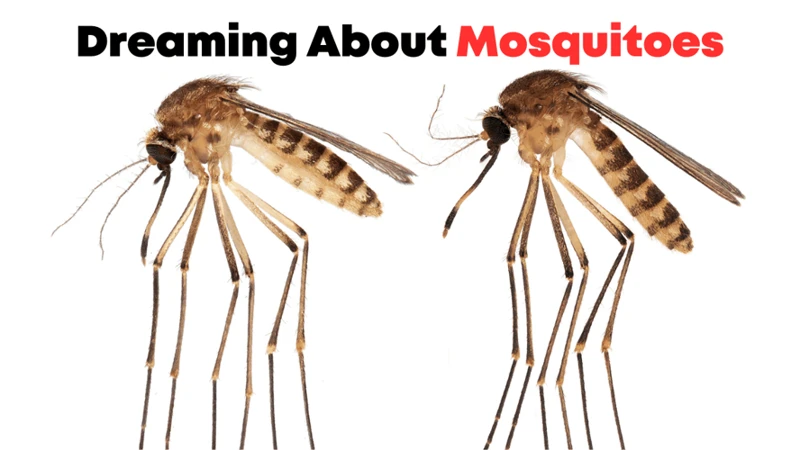 Interpreting Mosquito Dreams