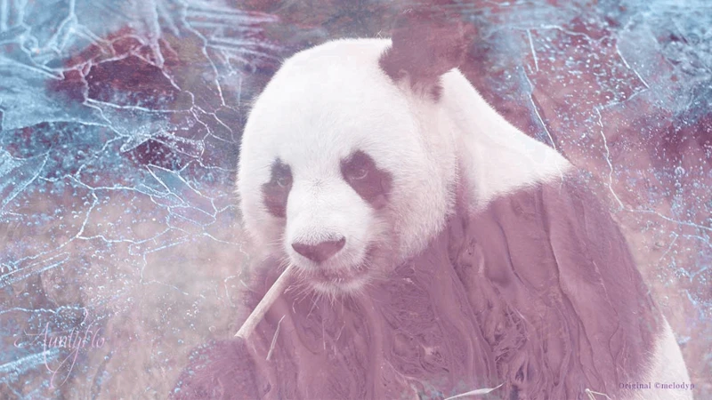 Interpreting Panda Dreams